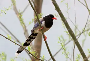 Red-billed Blue Magpie (Urocissa erythrorhyncha brevivexilla) adult, perched in tree, near Beijing, China, may