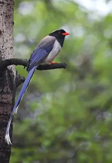Red-billed Blue Magpie (Urocissa erythrorhyncha brevivexilla) adult, perched on branch, Beidaihe, Hebei, China, may