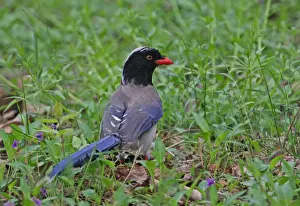 Red-billed Blue Magpie (Urocissa erythrorhyncha brevivexilla) adult, foraging on ground, Beidaihe, Hebei, China, may
