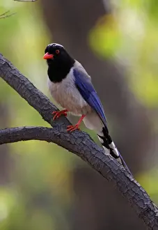 Red-billed Blue Magpie (Urocissa erythrorhyncha brevivexilla) adult, perched on branch, Beidaihe, Hebei, China, may