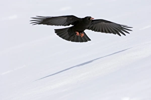Chough Prints: Red-billed Chough (Pyrrhocorax pyrrhocorax) adult
