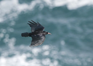 Red-billed Chough (Pyrrhocorax pyrrhocorax) adult, in flight over sea, Ramsey Island RSPB Reserve, Pembrokeshire, Wales, july