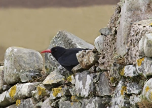 Red-billed Chough (Pyrrhocorax pyrrhocorax) adult, perched on stone wall, Ardnave, Islay, Inner Hebrides, Scotland