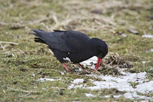 Red-billed Chough (Pyrrhocorax pyrrhocorax) adult, feeding on ground amongst patches of snow, Ardnave, Islay