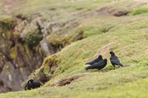 Red-billed Chough (Pyrrhocorax pyrrhocorax) four adults, feeding on clifftop, Skokholm Island, Pembrokeshire, Wales