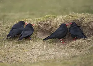 Red-billed Chough (Pyrrhocorax pyrrhocorax) four adults, sheltering from wind behind sand dune during snowfall