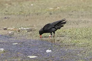 Red-billed Chough (Pyrrhocorax pyrrhocorax barbarus) North African subspecies, adult, feeding in shallow water