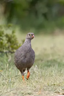 Red-billed Francolin (Francolinus adspersus) adult female, walking on grass, Okavango Delta, Botswana