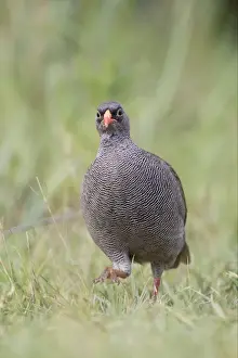 Red-billed Francolin (Francolinus adspersus) adult male, walking on grass, Okavango Delta, Botswana