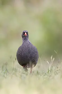 Red-billed Francolin (Francolinus adspersus) adult male, walking in grass, Okavango Delta, Botswana