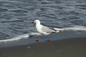 Gulls Prints: Red-billed Gull (Chroicocephalus scopulinus) adult