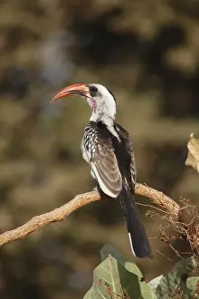 Gambia Prints: Red-billed Hornbill (Tockus erythrorhynchus) adult, perched on branch, Gambia, january
