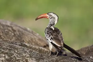 Red-billed Hornbill (Tockus erythrorhynchus) adult, with mud in beak, collecting material for nesthole, Okavango Delta, Botswana