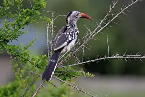 Red-billed Hornbill (Tockus erythrorhynchus) adult, perched on branch, Sabi Sabi Game Reserve, Kruger N. P. South Africa