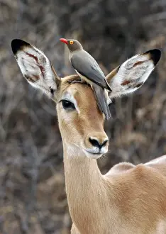 Red-billed Oxpecker (Buphagus erythrorhynchus) Adult on head of Impala antelope, Samburu, Kenya