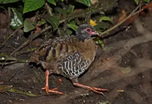Gamebird Prints: Red-billed Partridge (Arborophila rubrirostris) adult