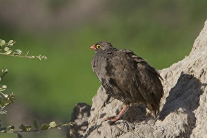 Pternistis Prints: Red billed Spurfowl, Botswana