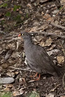 Botswana Prints: Red billed Spurfowl - Botswana near Savuti Elephant Lodge