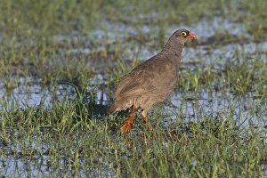 Pternistis Prints: Red billed Spurfowl, note the spur. Botswana
