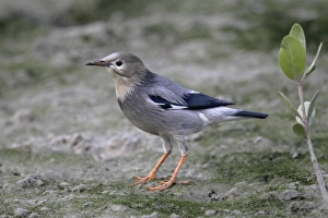Deep Bay Prints: Red-billed Starling (Sturnus sericeus) adult