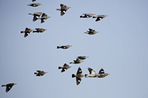 Flock Prints: Red-billed Starling (Sturnus sericeus) flock