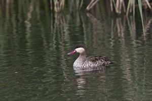 Water Fowl Prints: Red billed Teal in the Okavango