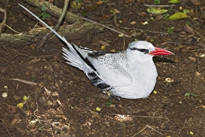 Seabird Prints: Red-billed Tropicbird (Phaethon aethereus) adult