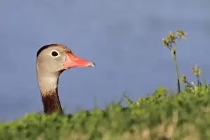 Animals USA Prints: Red-billed Whistling-duck (Dendrocygna autumnalis) adult