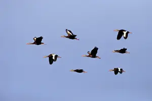 Whistling Ducks Prints: Red-billed Whistling-duck (Dendrocygna autumnalis) eight adults
