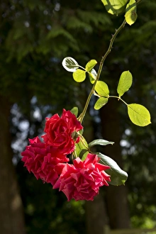 Roses Prints: Red blooms of a climbing rose, Danse du Feu