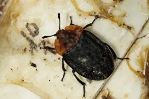 Remains Prints: Red-breasted Carrion Beetle (Oiceoptoma thoracicum) adult