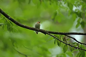 Rumania Prints: Red-breasted Flycatcher (Ficedula parva) adult male