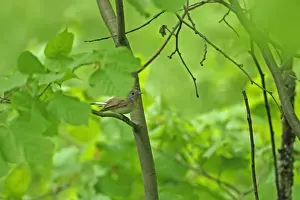 Red-breasted Flycatcher (Ficedula parva) adult male, perched amongst leaves in tree, Tulcea, Dobrogea, Romania, may