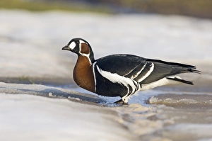 Red-breasted Goose (Branta ruficollis) adult, standing on ice, Durankulak, Dobrich Province, Bulgaria, february