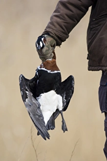 Shot Prints: Red-breasted Goose (Branta ruficollis) dead adult
