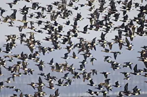 Red-breasted Goose (Branta ruficollis) and Eurasian White-fronted Goose (Anser albifrons albifrons) adults, mixed flock in flight, Durankulak, Dobrich Province, Bulgaria, february