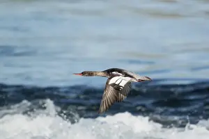 Red-breasted Merganser (Mergus serrator) adult female, in flight over water, Iceland, June