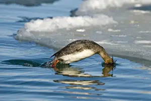Winters Prints: Red-breasted Merganser (Mergus serrator) adult female