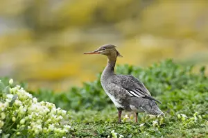 Red-breasted Merganser (Mergus serrator) adult female, standing, Farne Islands, Northumberland, England, june