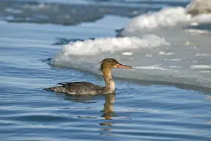 Red-breasted Merganser (Mergus serrator) adult female, diving sequence (one of four), Hokkaido, Japan, winter