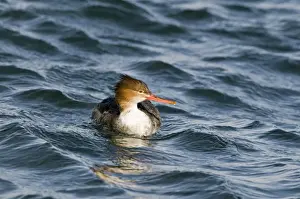 Red-breasted Merganser (Mergus serrator) adult female, swimming in harbour, Hokkaido, Japan, winter