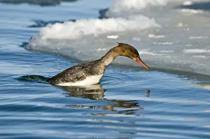 Red-breasted Merganser (Mergus serrator) adult female, diving sequence (two of four), Hokkaido, Japan, winter