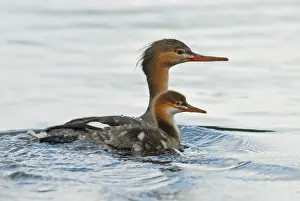 Red-breasted Merganser (Mergus serrator) adult female with duckling, swimming on lake, Langvattnet Lake