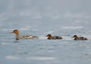 Red-breasted Merganser (Mergus serrator) adult female with two ducklings, swimming on lake, Langvattnet Lake