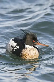Red-breasted Merganser (Mergus serrator) adult male, swimming in harbour, Hokkaido, Japan, winter