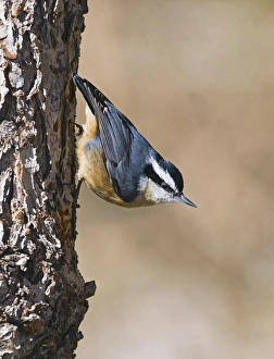 Red-breasted Nuthatch (Sitta canadensis) adult, clinging to bark, New Mexico, U. S. A. january