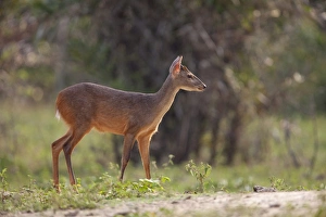 Mato Grosso Prints: Red Brocket (Mazama americana) adult male