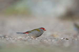 Sub Tropical Prints: Red-browed Finch (Neochmia temporalis) adult