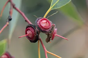 Myrtaceae Prints: Red Bud Mallee (Eucalyptus pachyphylla) close-up of fruit