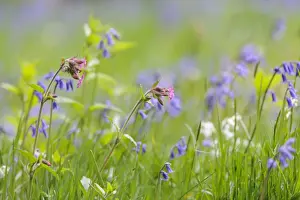 Grasslands Prints: Red Campion (Silene dioica) and Bluebell (Endymion non-scriptus)
